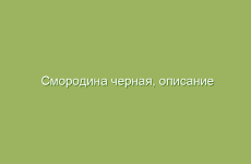 Смородина черная, описание и лечебные свойства черной смородины, применение в народной медицине и лечение