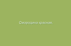 Смородина красная, описание и лечебные свойства красной смородины, применение в народной медицине и лечение