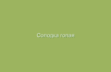 Солодка голая (обыкновенная), описание и лечебные свойства солодки голой, применение и лечение