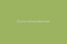 Сосна обыкновенная (лесная), описание и лечебные свойства сосны, применение в народной медицине и лечение