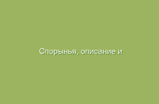 Спорынья, описание и лечебные свойства спорыньи, применение в народной медицине и лечение