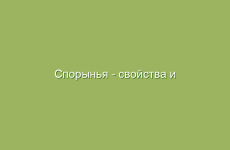 Как использовать березовый сок для здоровья