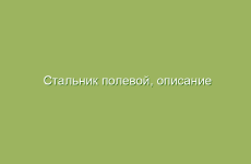 Стальник полевой, описание и лечебные свойства стальника, применение в народной медицине и лечение