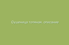 Сушеница топяная, описание и лечебные свойства сушеницы топяной, применение в народной медицине и лечение