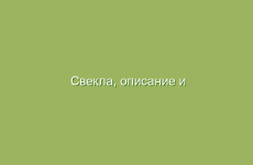 Свекла, описание и лечебные свойства свеклы, применение в народной медицине и лечение свеклой