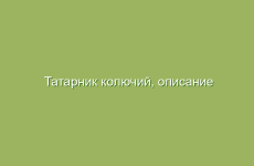 Татарник колючий, описание и лечебные свойства татарника, применение в народной медицине и лечение