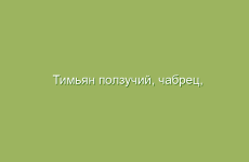 Тимьян ползучий, чабрец, описание и лечебные свойства тимьяна ползучего, применение  и лечение чабрецом