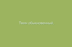 Тмин обыкновенный, описание и лечебные свойства тмина, применение в народной медицине и лечение