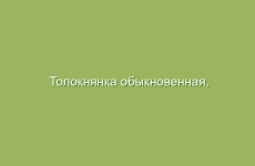 Толокнянка обыкновенная, описание и лечебные свойства толокнянки, применение в народной медицине и лечение