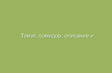 Томат, помидор, описание и лечебные свойства томата (помидора), применение в народной медицине и лечение