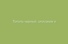 Тополь черный, описание и лечебные свойства тополя, применение в народной медицине и лечение