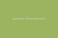 Лечение хронической усталости с помощью трав