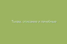 Тыква, описание и лечебные свойства тыквы, применение в народной медицине и лечение