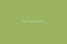 Тысячелистник обыкновенный, описание и лечебные свойства тысячелистника, применение в народной медицине и лечение