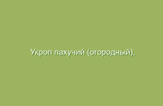 Укроп пахучий (огородный), описание и лечебные свойства укропа, применение в народной медицине и лечение