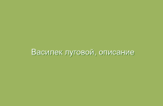 Василек луговой, описание и свойства василька, лечение васильком луговым