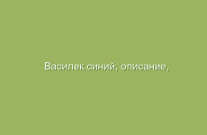 Василек синий, описание, свойства и лечение васильком синим