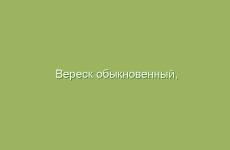 Вереск обыкновенный, описание, свойства и лечение вереском