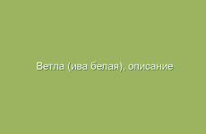 Ветла (ива белая), описание и свойства ивы белой, лечение ивой белой