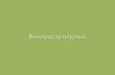 Виноград культурный, описание и лечебные свойства винограда, применение в народной медицине и лечение