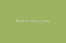 Водяной перец (горец перечный), описание, свойства и лечение водяным перцем, лечение горцем перечным