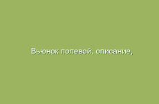 Вьюнок полевой, описание, свойства и лечение вьюнком полевым