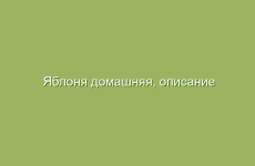 Боярышник: лечебные свойства и использование