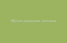 Яблоня домашняя, описание и лечебные свойства яблони домашней, применение в народной медицине и лечение