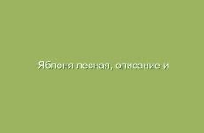 Яблоня лесная, описание и лечебные свойства яблони лесной, применение в народной медицине и лечение