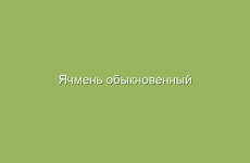 Как цветы гвоздики могут улучшить иммунитет