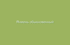 Ячмень обыкновенный (посевной), описание и лечебные свойства ячменя, применение в народной медицине и лечение