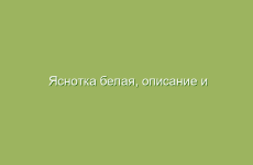 Яснотка белая, описание и лечебные свойства яснотки белой, применение в народной медицине и лечение