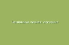 Земляника лесная, описание и свойства земляники, применение и лечение земляникой лесной