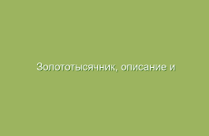 Применение экстракта арники в медицине