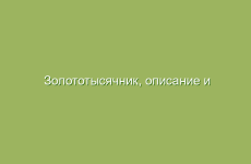 Золототысячник, описание и свойства золототысячника, применение и лечение золототысячником