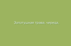 Золотушная трава, череда, описание и свойства золотушной травы, применение и лечение чередой, лечение золотушной травой