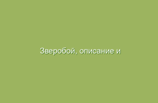 Зверобой, описание и свойства зверобоя, применение и лечение зверобоем