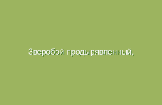Как мятный чай поможет при головной боли