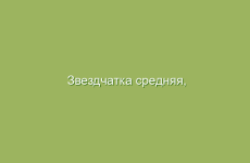 Звездчатка средняя, описание и свойства звездчатки, применение и лечение звездчаткой средней